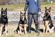 【えぇ…】兵庫県警の警察犬、行方不明者を捜索中にいきなり走り出し行方不明に