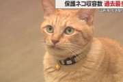 保護ネコの収容数が過去最多…実は人懐っこく初めてでも飼いやすい　動物愛護センターで引き取り手募る【山形発】