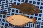 突然変異か　珍しい“右向き” ヒラメが水揚げ 　北海道