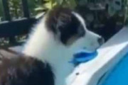 子犬がプールサイドにいた。…ま、ママが溺れているぅ！ → 飼い主思いの子犬はこうした…