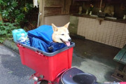 【柴犬動画】おかえりなさいの全力アピール！、お耳がぴょこん！、くすぐったい～ ほか【再】