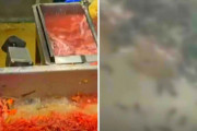韓国食品工場で大量の虫　韓国ネット「トラウマになる」