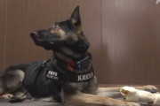 【兵庫】警察犬「クレバ号」表彰される…行方不明のお年寄りを発見、ご褒美は骨の形のおやつ