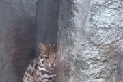動物園へ行って来たのですが生憎の雨……  ネコ舎の方を覗かせていただきましたところ、ヤマネコ様が隅っこでいじけたように雨宿りしておりました【再】