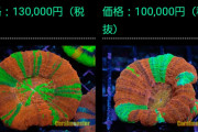 【画像】10万円もらったらサンゴいっぱい買うんだ！