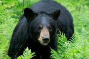 公園散策中にクマが耳元まで接近、女性たちの塩対応が凄すぎるんだがｗｗｗｗｗ