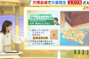 【悲報】万博、ガチで虫だらけで飲食店が悲鳴をあげる「もうどこも虫だらけで汚い」