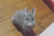 小さなウサギが床にいた。こっちにおいで♪ 飼い主がベッドを叩く → ウサギはこうなる…