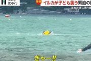 【福井】子どもがイルカに襲われる瞬間、両手かじられ血だらけに