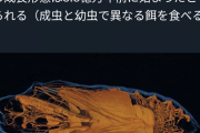 【悲報】昆虫さん、イモムシだったころの記憶がなかった