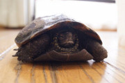 【画像】数年前に8万円で購入したミドリガメ大きくなった(´･ω･`)