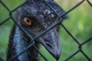 【悲報】動物園のエミュー、柵を破壊し脱走するも捕まる→ショックで死亡