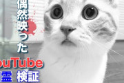 【ガチ怖】YouTubeの猫チャンネル動画にガチの幽霊が映ってしまう