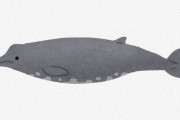 イルカとクジラは生物学的に一緒←これ納得行かないんだが