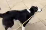少年がイヌに長い棒を咥えさせる。どうするの？ → こんな遊びをはじめます…