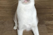 【いぬねこ画像】胸を張る、スタジアムとねこ ほか【再】