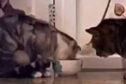 ２匹のネコがゴハンを食べていた。これどうぞ♪ → 平和な世界はこちらです…