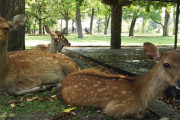 【悲報】奈良公園のシカさん、観光客から鹿せんべいを貰えなくなった結果……(画像あり)