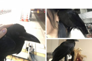 【悲報】まんさん「カラスが懐いたから家まで連れてきちゃった」→違法じゃね？通報するわ