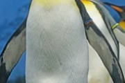 【朗報】コロナで無人の街をペンギンが闊歩するwwwwww