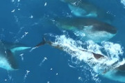 【地球】これはすごい。数百頭の巨大ナガスクジラが集った世界最大の狩場を空撮。