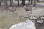 奈良「タダでシカ触り放題です」←これ