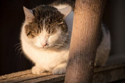 ヒトは猫と目を合わせないのがマナー（何の？？）って飼育入門書で読んだんだけど