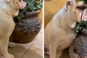 辛くない？？眠気に耐えられず植木鉢を枕にするイングリッシュブルドッグ