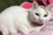 飼い猫の食欲がなくなり心配で動物病院で検査してもらった結果………獣医「ただの甘えですね。」