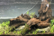 アクアリウム、水草の成長による水槽内の変化がすごい件