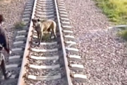 【動画】イタズラ？線路に鎖で繋がれていたワンちゃんの命を救った運転士。