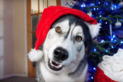 もうすぐクリスマス！保護犬たちへ寄付するオモチャを選ぶシベリアンハスキーと飼い主さんとの面白いやり取り