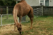 【米国】ふれあい動物園のラクダが脱走し大暴れ…捕まえようとした男性2人が死亡