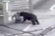 【恐怖】札幌市で男性がヒグマに襲われた事件の映像。肋骨6本骨折、140針縫う怪我。