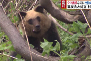【北海道】先月から44回もクマが出没　ハンターを出せずに悩む小さな村　島牧村