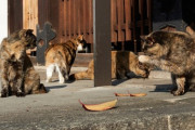 【ねこ画像】お寺のねこ、おそとのねこ【再】
