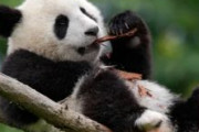 【毎日新聞】日本に迫る「ゼロパンダ」危機　ラスト2頭も来年返還期限　高市政権でどうなる？ 　次にパンダがやってくる見通しは立っていない