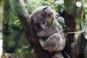 【GIF】コアラの出産方法クッソワロタｗｗｗｗｗｗｗｗｗｗｗｗｗ