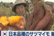 【定期】日本品種のサツマイモ、韓国に流出（テレ東/動画）
