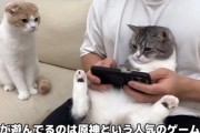 【速報】猫虐待疑惑もあった「もちまる日記」Youtuber引退へ🐱ｗｗｗｗ