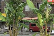 【悲報】福岡・久留米市の中央分離帯で育った無許可バナナがついに撤去！育てた男性が悲しみながら一口食べてみた結果・・・