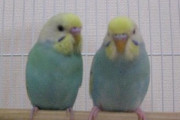 【クレクレ】「うちの子に鳥触るなとか何で言うんだ！見たら触りたくなるの当たり前だろう！」 「指入れたら噛まれた！治療費出せ！」