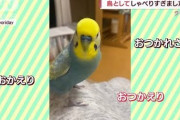 【衝撃画像】ヤンキーみたいなインコ、発見される?