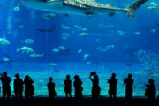 水族館のでかいガラス水槽って割れることないの？