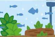 子ども「水しか入れてない水槽に苔が生えるのはなんで？」 ← これ答えられる？