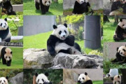 【悲報】白浜町「助けて！パンダが居なくなった上に中国人観光客まで居なくなっちゃったの！」