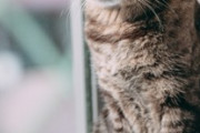【感動するミステリー】猫に話しかける叔母さん「いつかみんな死んだら同じ所に行く。いつか多分会えから、それまでまたね」