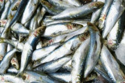 【フォッサマグナ】新潟県糸魚川市の海岸にとんでもない量の「イワシ」が打ち上げられているのが発見される！