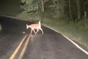 【動物】道路を横断するのに苦労している鹿の赤ちゃんが可愛い。