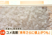 【悲報】 米屋「来年はさらにコメ値上がるかも」